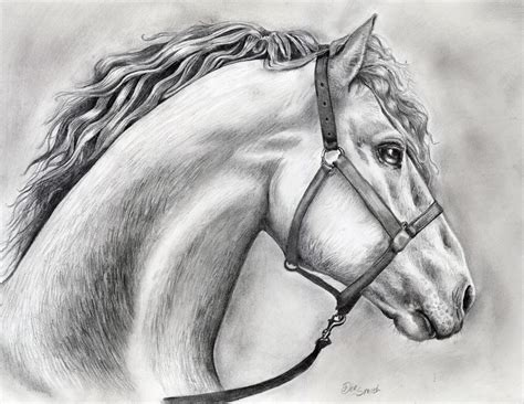 Free Horse Drawing, Download Free Horse Drawing png images, Free ...