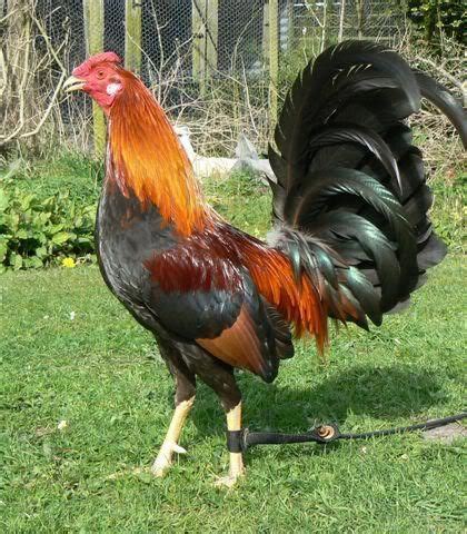 Black Breasted Red Old English Gamecock | Game fowl, Different breeds of chickens, Chickens