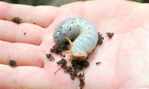 Rhino Beetle Larvae