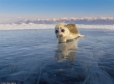 Adorable Seal Pup Poses For Photos, Even Waves At Photographer