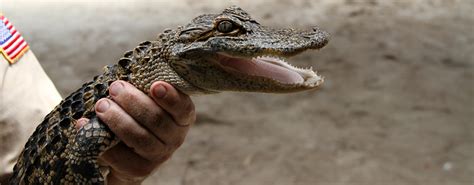 Florida Airboat Rides at Gator Park - Everglades Airboat Tours ...