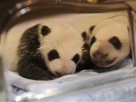 Baby Panda Twins Born in Madrid Zoo - Photo 4 - CBS News