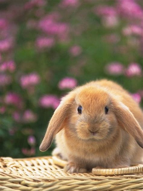 Cute bunny the iPad iPad Backgrounds Best iPad [1024x1024] for your , Mobile & Tablet, rabbit ...