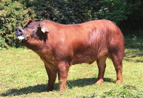 Duroc Pig Characteristics