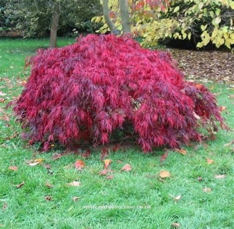 Dwarf Weeping Japanese Maple Varieties #shedplans | Japanese maple tree landscape, Japanese ...