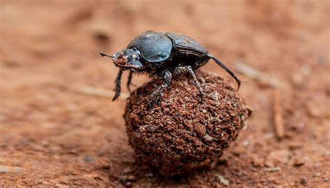 Dung beetle | San Diego Zoo Wildlife Explorers