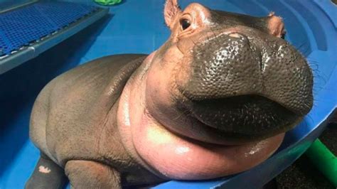 Fiona the Hippo's best moments of 2017