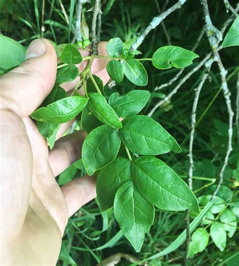 Cooking With American Kinome Also Known as Zanthoxylum or Sansho Leaves