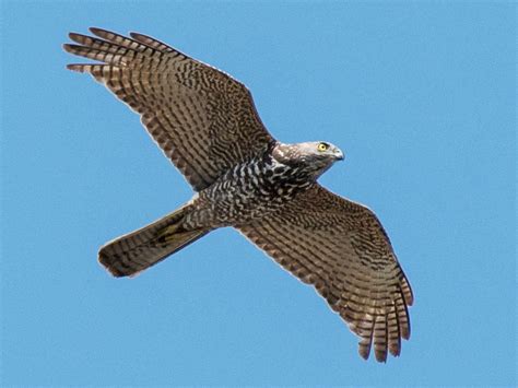 Brown Goshawk – Profile | Traits | Diet | Habitat | Breeding - BirdBaron