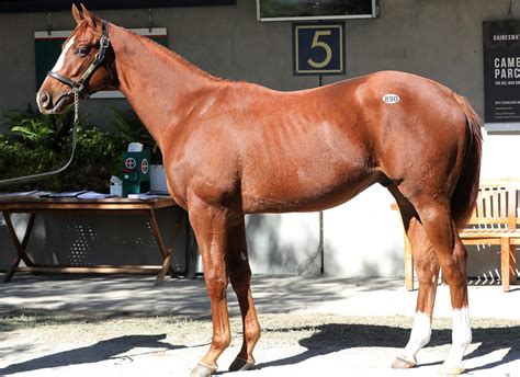 Tapit Shoes, Half To Cyberknife, Finds His Rhythm At Second Asking