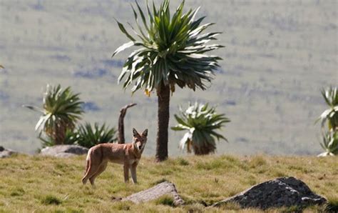 Conservation and research of the Ethiopian wolf | Whitley Award