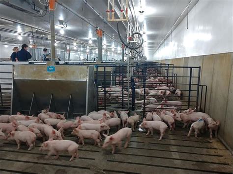 Modern pig 'factory' farming: Does reality line up with your view ...