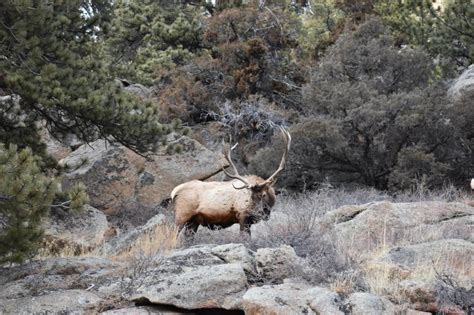 Planning and Preparing for a DIY, OTC Archery Elk Hunt in Colorado ...