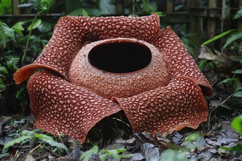 Rafflesia Flower Smell