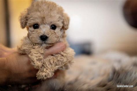 28 Best Images Teacup Teddy Bear Puppies / Teddy Bear Puppy Breeders ...