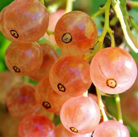 Pink Currant has clusters of currants that are champagne pink in color. Less tart than other ...