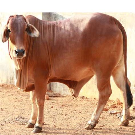 Sahiwal Cow Breeding Age - All About Cow Photos