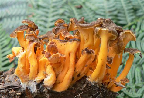 Cantharellus lutescens Pers. ex Fr. by mladenigor on DeviantArt