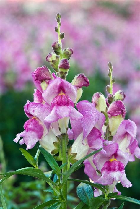 Growing Snapdragon Flowers - How To Care For Snapdragon Plants