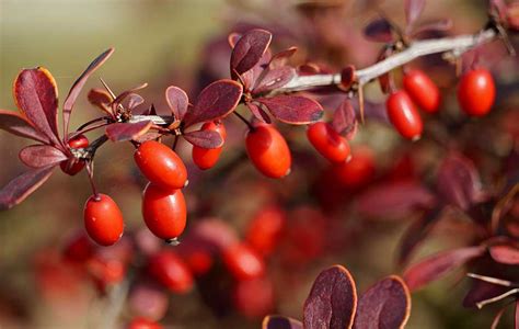 Barberry: Foraging for culinary and medicinal use - BritishLocalFood