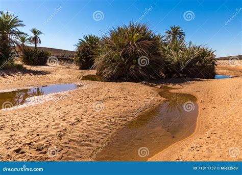 Oasis In Sahara Desert Royalty-Free Stock Image | CartoonDealer.com ...