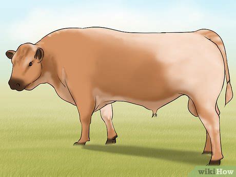 How to Identify Speckle Park Cattle: 4 Steps (with Pictures)