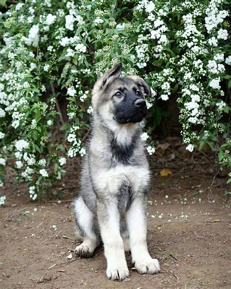 Silver sable german shepherd puppy from Bellevue German Shepherds Www.bellevuegsd.… | Sable ...