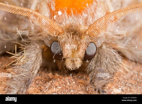 Amazonian moth close up face hi-res stock photography and images - Alamy