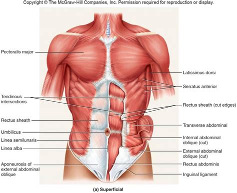 Anterior Torso muscles Diagram | Quizlet