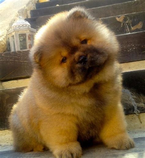 Chow Chow Teddy Bear Puppies | PeepsBurgh.Com