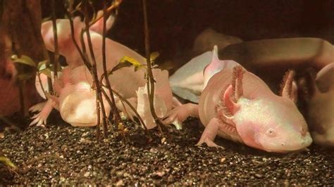 Axolotls Can Regenerate Their Brains – These Adorable Salamanders Are ...