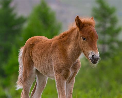 Photos of Cute Mongolian Foals That You will love Instantly