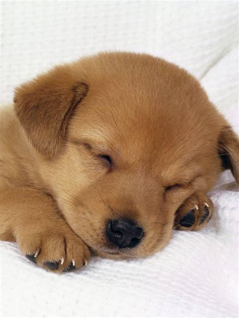 cute baby dog hd images free download Cute dog baby dogs wallpaper wallpapers husky adorable ...