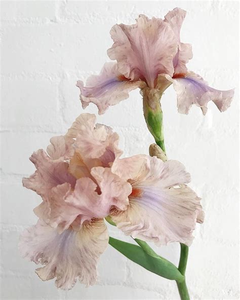 two pink flowers are in a glass vase on a white brick wall behind them ...