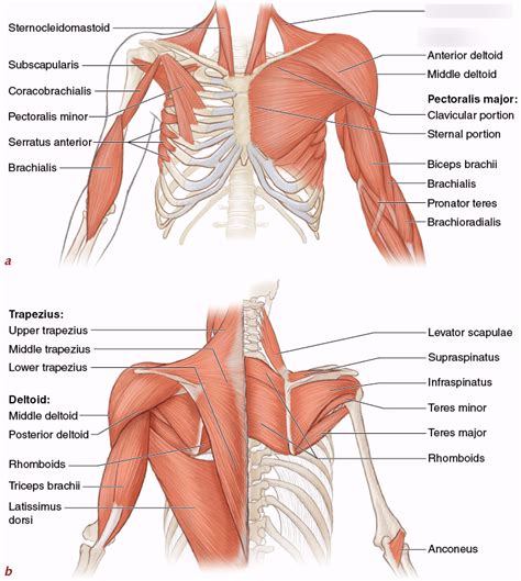 Upper Body Muscles Diagram | Quizlet