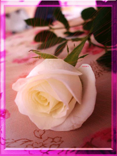 Яндекс.Фотки переехали | Beautiful flowers pictures, Corporate flowers, Beautiful roses