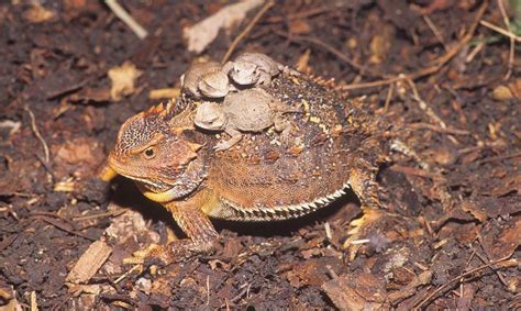 Greater short horned lizard - Alchetron, the free social encyclopedia