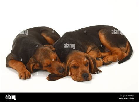 Ogar Polski puppies 9 weeks Polish Hound Stock Photo - Alamy