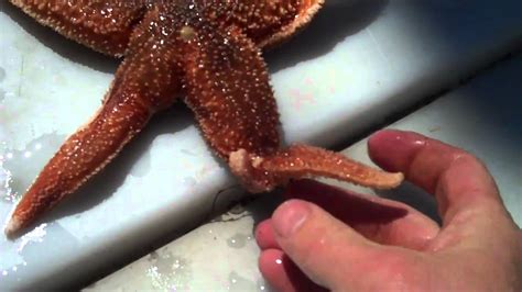 Starfish (Seastars) Regenerating their Arms with Tidepool Tim of Gulf ...