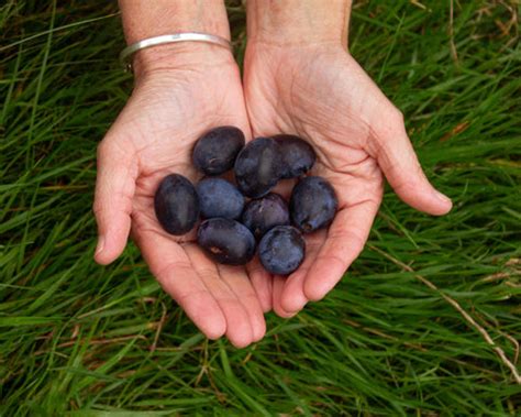 Hand-picked Damson Fruit Spirit – Gattertop Drinks Company