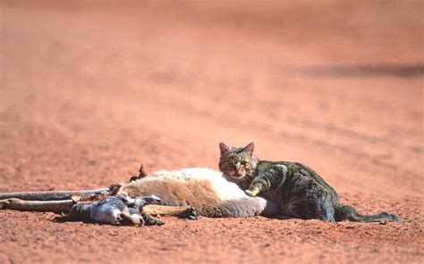 Australia is using toxic goo lasers kill its feral cats