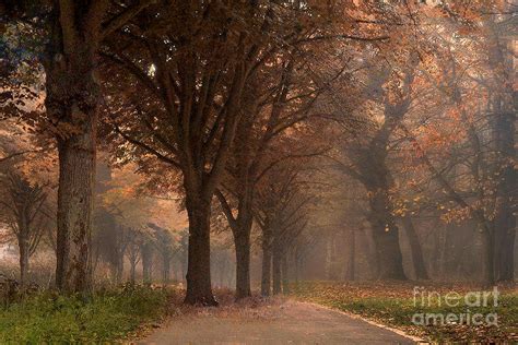 Nature Woodlands Autumn Fall Landscape Trees Photograph by Kathy Fornal - Fine Art America