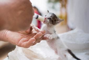 Hands-On Guide to Bottle Feeding a Kitten | LoveToKnow Pets