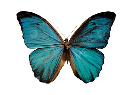 Blue Morpho Butterfly Insect, White, Metallic, Blue PNG Transparent ...