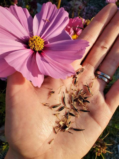 Seed-Saving 101: How to Save Seeds from Annual Flowers ~ Homestead and ...