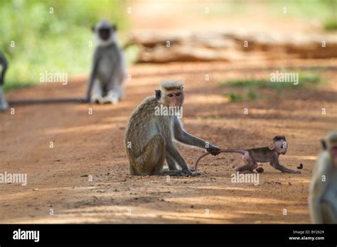 Toque Macaque (Macaca sinica) mother pulling baby by tail at Yala NP ...