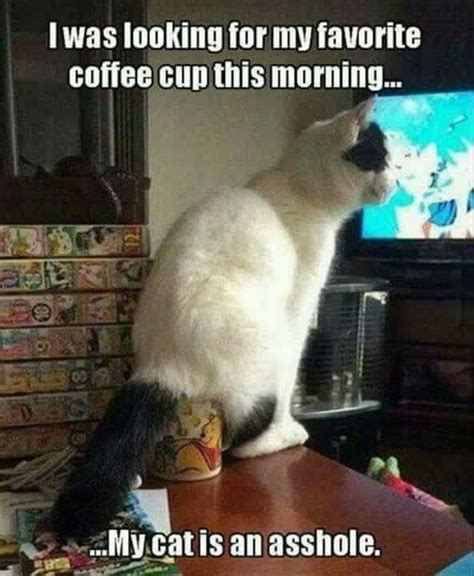 Coffee | Funny cat memes, Cute funny animals, Funny animal pictures