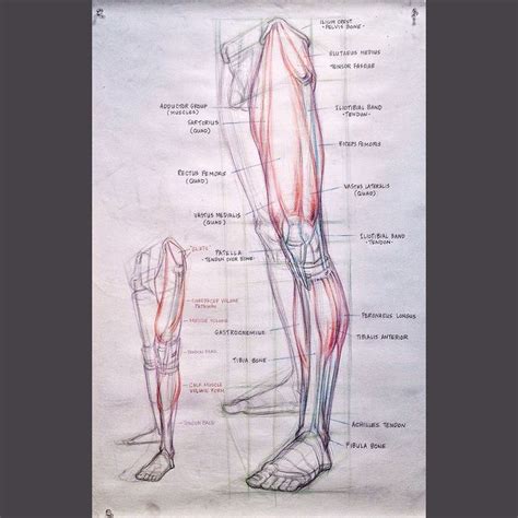 Leg structure and muscle layout - Gary Geraths | Anatomy drawing, Anatomy bones, Leg anatomy