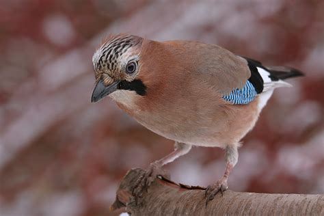 Photo Collection: Passerine, Bird