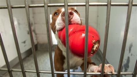 Homeless pitbull makes his own bed, earns himself a forever home - ABC13 Houston